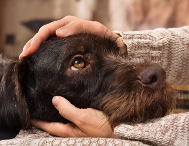 Éducation canine