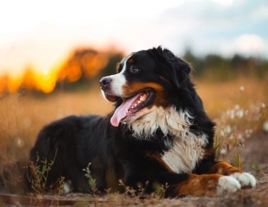 Pension canine